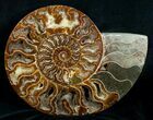 Huge Polished Cleoniceras Ammonite - Half #5214-1